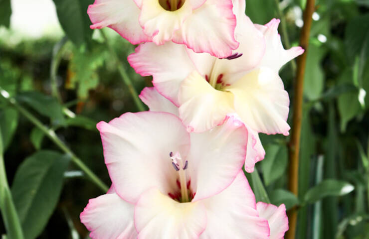 Jardins et balcons fleuris 2014