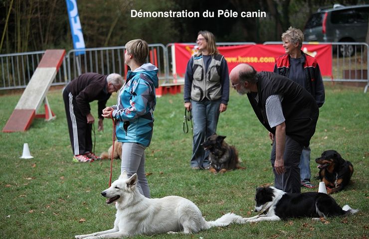 12- Pole canin