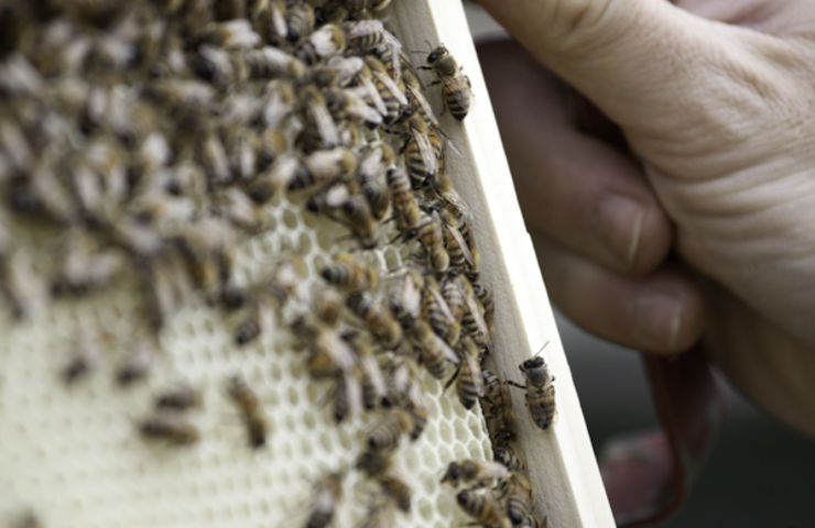 Installation des ruches