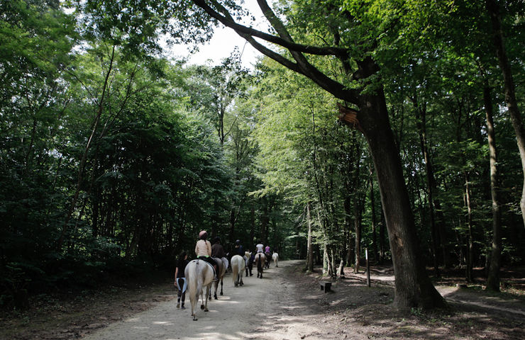 Stage d'équitation du smj