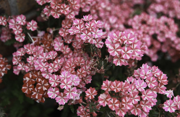 Balcons et jardins fleuris 2013