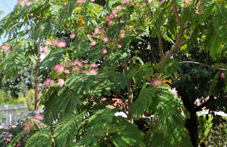 Jardins et balcons fleuris 2014