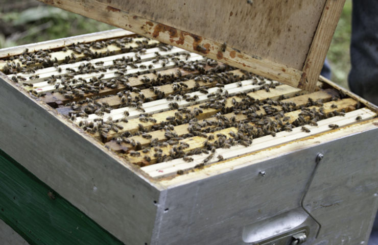 Installation des ruches