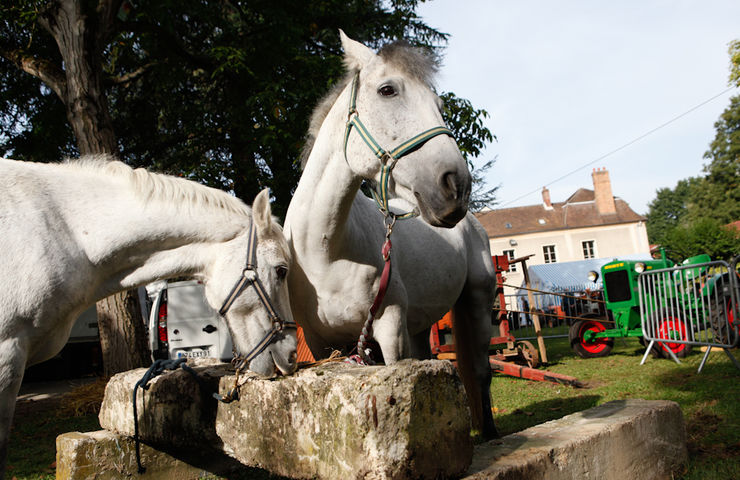 82e Foire aux Haricots