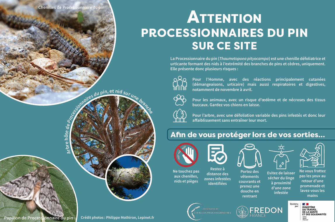 INFORMATION CHENILLES PROCESSIONNAIRES